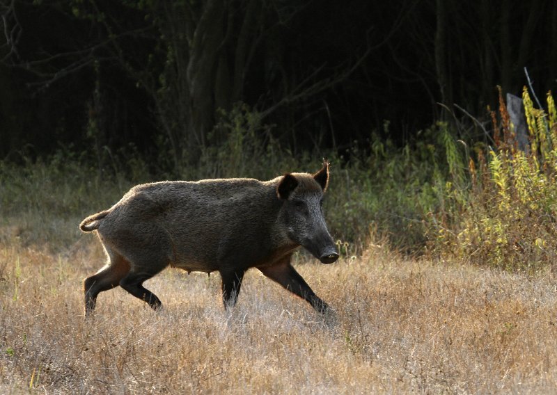 Krdo divljih svinja istrčalo na autocestu, razbijena tri auta, ubijena jedna životinja, šteta 30 tisuća eura