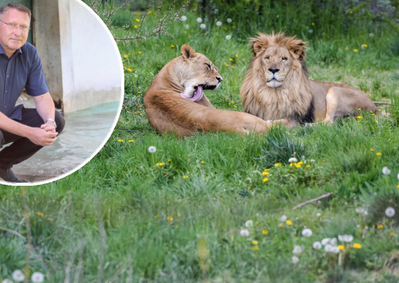 U zagrebačkom zoološkom vrtu prvi put pojavila se korona: Virus lavovima prenio timaritelj