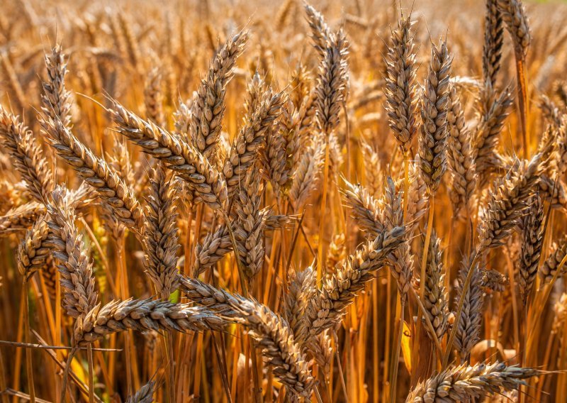 Dramatične promjene na globalnom tržištu pšenice: Zbog problema sa žetvom u Australiji mlinari se hvataju za glavu, cijene lete u nebo