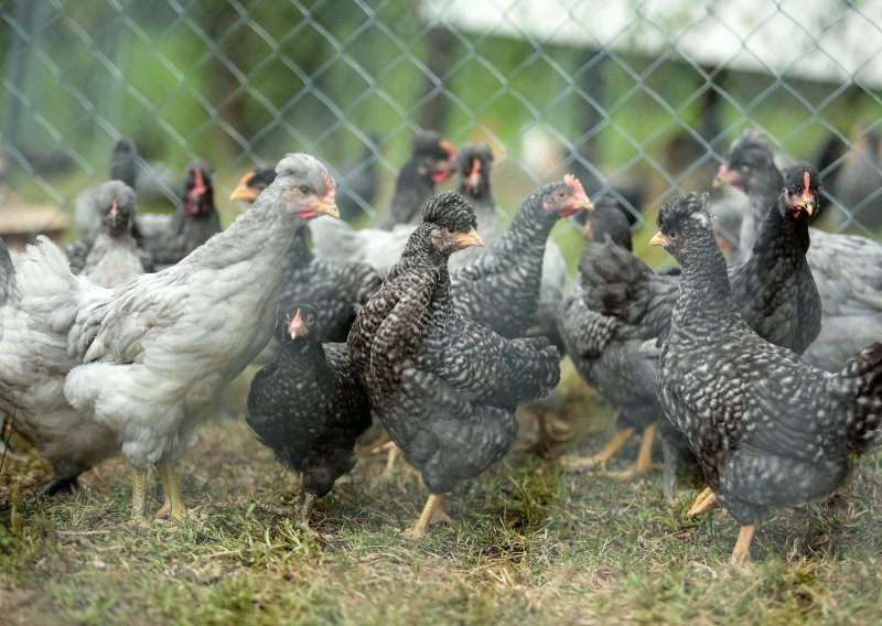 Stručnjaci: Aktualna ptičja gripa nije opasna za ljude, no pogubna je za perad