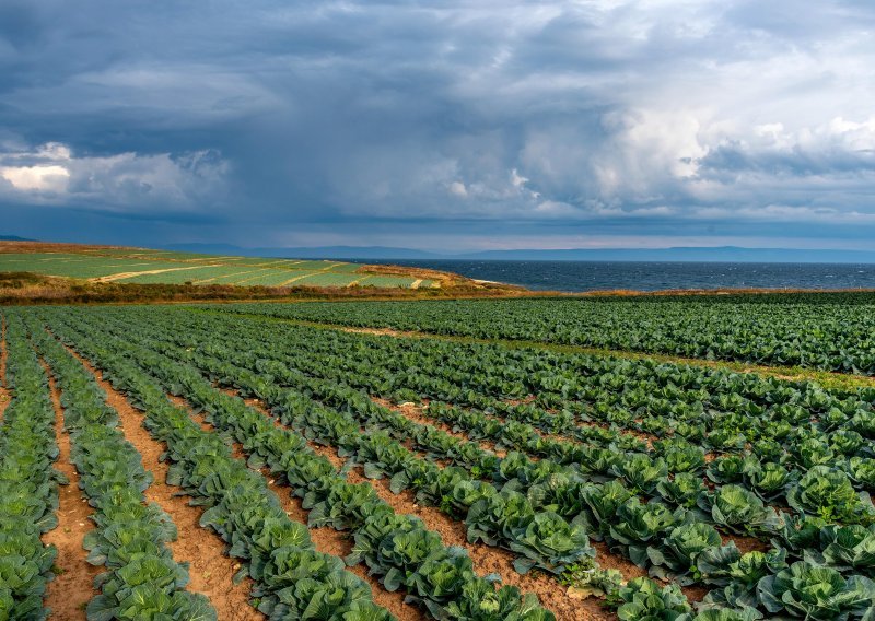 Poljoprivredna proizvodnja lani rasla više od osam posto