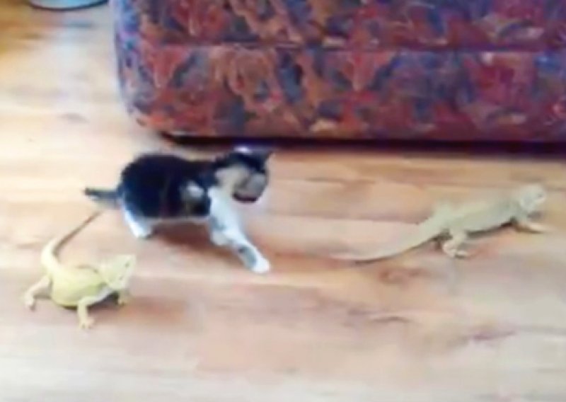 Iguane naučile mačkicu napraviti salto