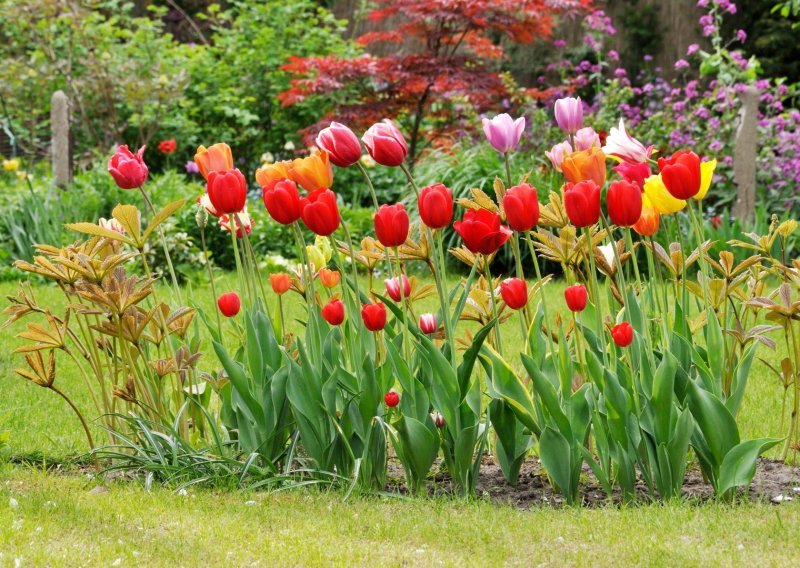 Počinje sezona najljepših proljetnica: Zašto nisu svi tulipani trajnice i kako im produljiti sezonu cvatnje?