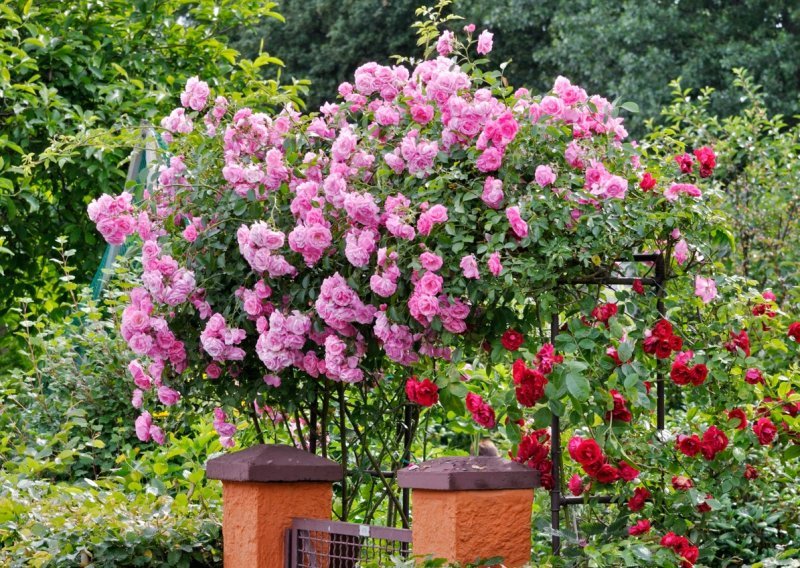 Sanjate o raskošnim i mirisnim grmovima ruža? Evo kada je najbolje vrijeme za njihovu sadnju