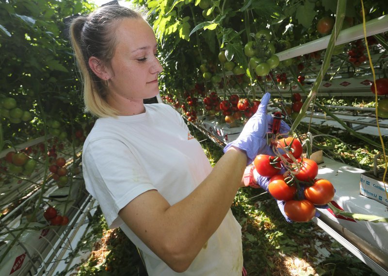 U Mitrovcu počela berba rajčica iz hidroponskog uzgoja: 'Otporniji smo na vanjske poremećaje kad imamo svoju proizvodnju'