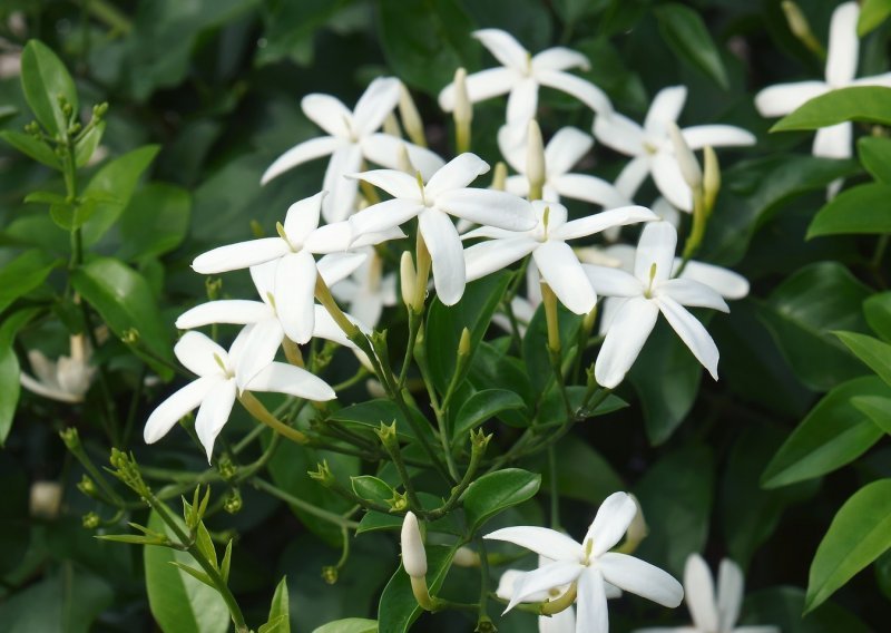 Taj divni jasmin: Ova prekrasna biljka osvaja bogatim cvatom, ali i očaravajućim mirisom