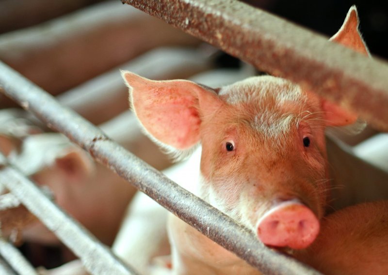 Ljubitelje svinjetine čeka cjenovni šok: 'Hrvati pojedu i do 50 kila mesa godišnje, domaćih krmača sve manje, a uvoznih svinja sve više'