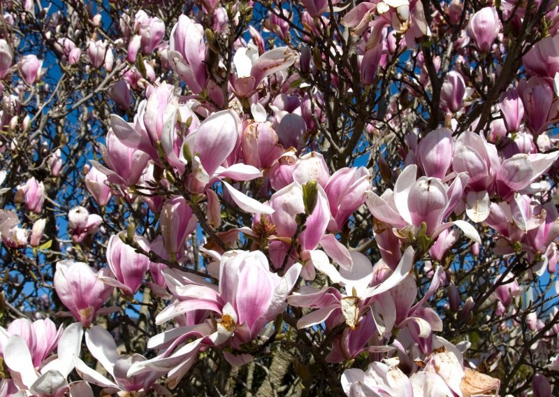 Čarobne magnolije: Sve što morate znati o uzgoju ove elegantne biljke očaravajućih cvjetova