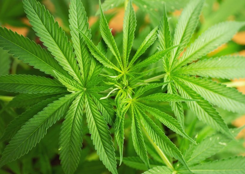 Uskok podignuo optužnicu protiv šestorke koja je uzgojila 35 kilograma marihuane