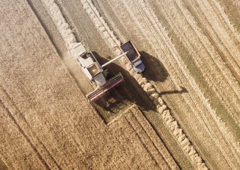 Italija će zbog suše proizvesti 15 posto manje pšenice, više će ovisiti o uvozu