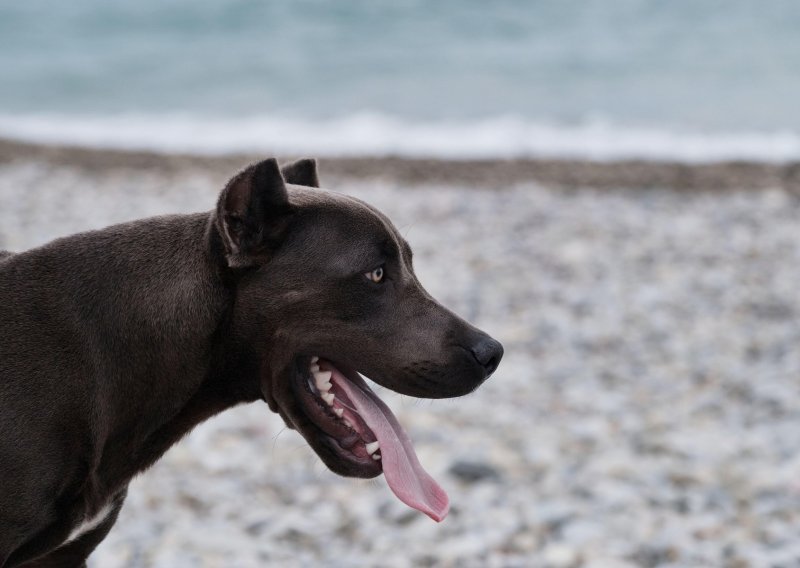 Nevjerojatan incident na Osejavi: Pas s obale doplivao do muškarca u moru i napao ga