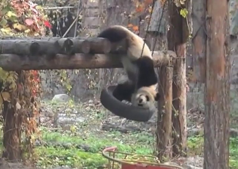 Golema panda u borbi s automobilskom gumom