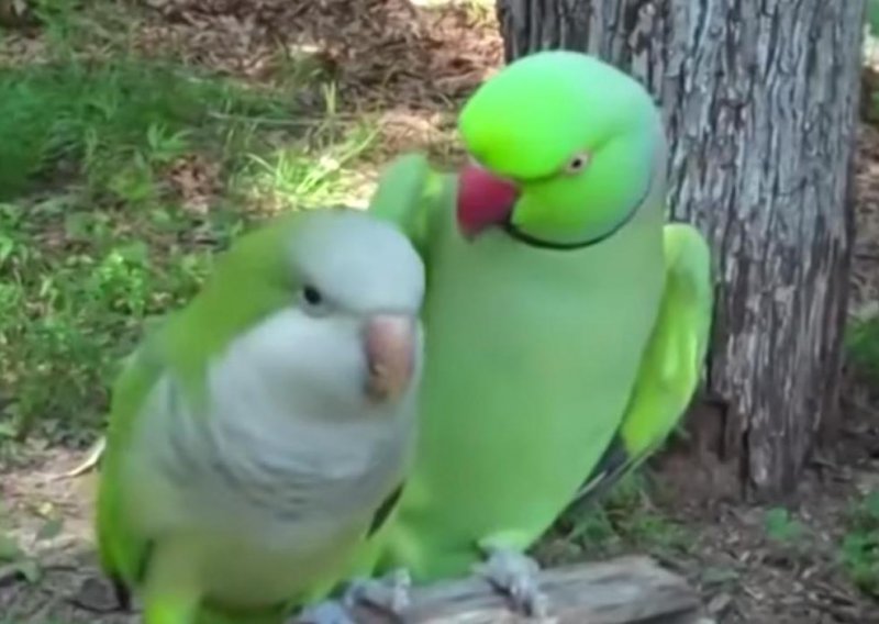 Ovaj papagaj je pravi zavodnik