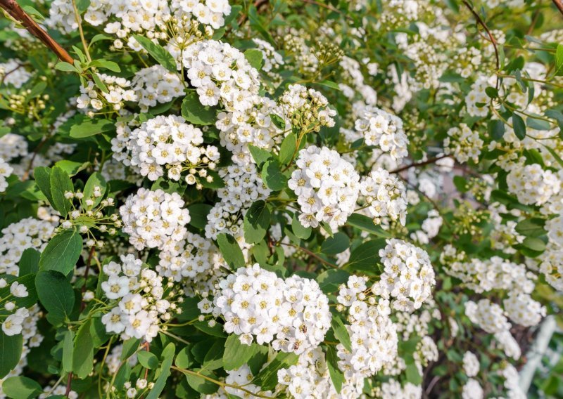 Njihovu ljepotu teško je zasjeniti: Prekrasni i mirisni bijeli grmovi jedan su od najboljih izbora za baš svaki vrt