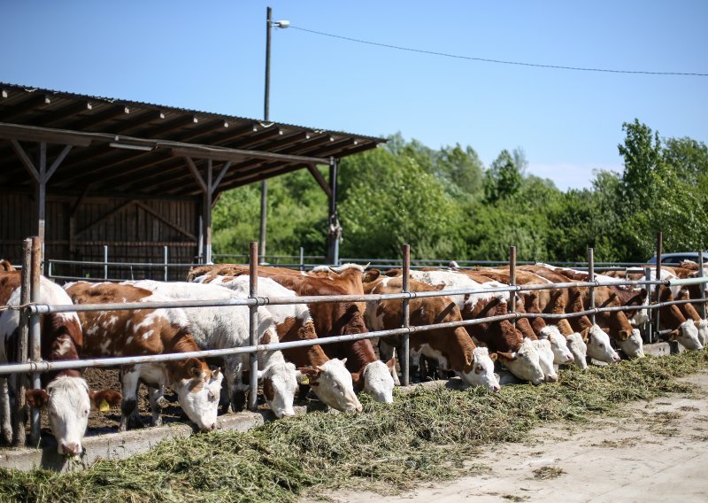 Više od desetljeća u Hrvatskoj pada proizvodnja mlijeka: Samodostatnost spala s 80 na 50 posto, uvoz procvjetao od ulaska u EU