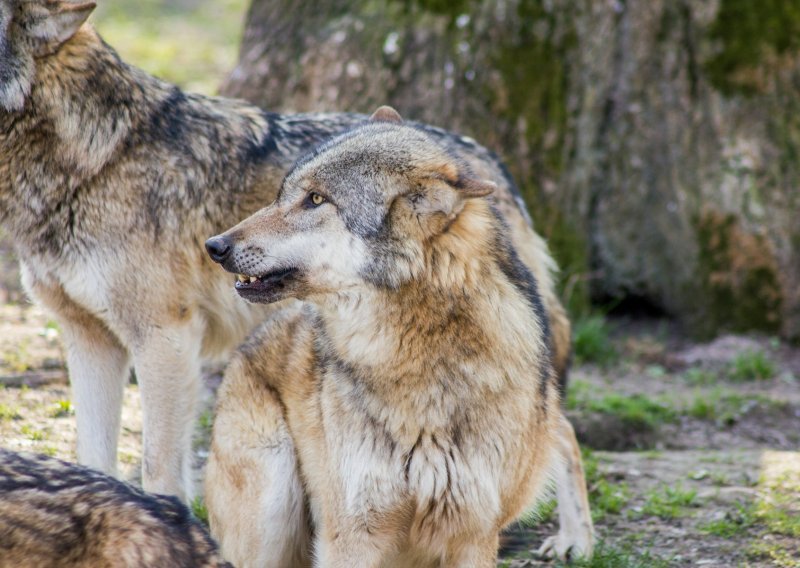 Zagorom harači 200 vukova, napadaju uz kuće i usred dana