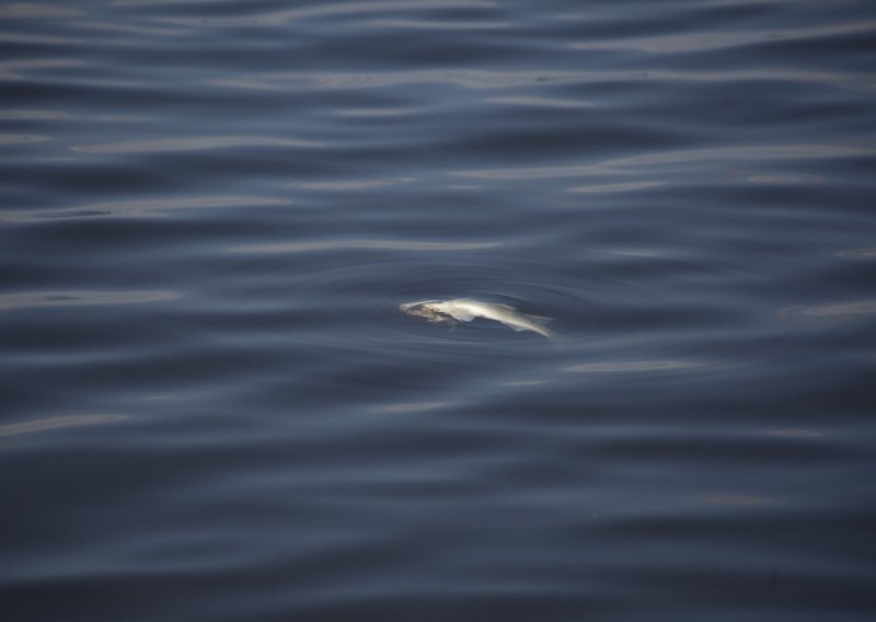 Veliki pomor ribe u Stobreču uzrokovao je nedostatak kisika