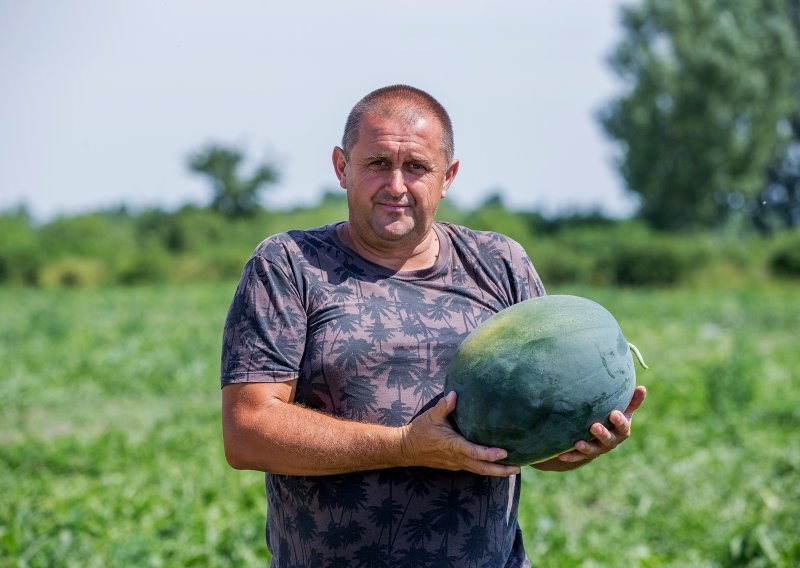 [FOTO] Predrag Tomašević na baranjskim poljima lubenica u poslu je preko glave: 'Malo je proizvođača. A zarada? Pa ne bismo ovo radili da je nema'