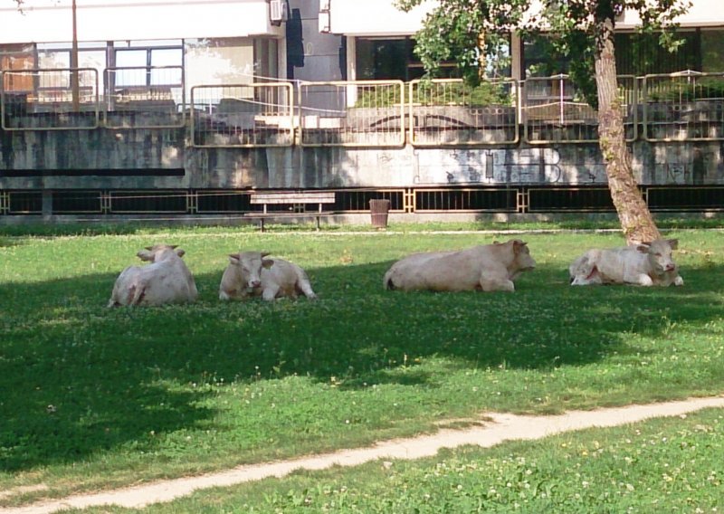 Ogorčena braća Markić izvela bikove pred Ministarstvo