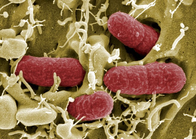 Croatian scientists develop new antibiotic