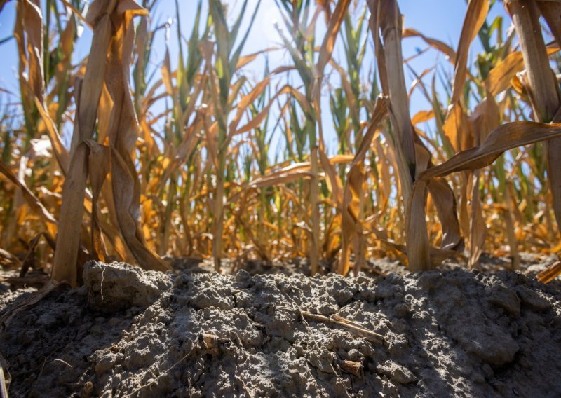 Uskoro kreće isplata prvih 33 milijuna kuna pomoći poljoprivrednicima za štete od suše