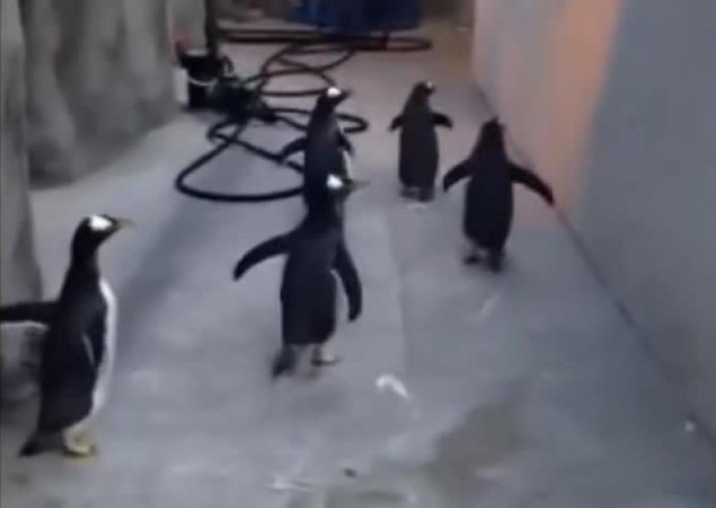 Pingvini pokušali veliki bijeg