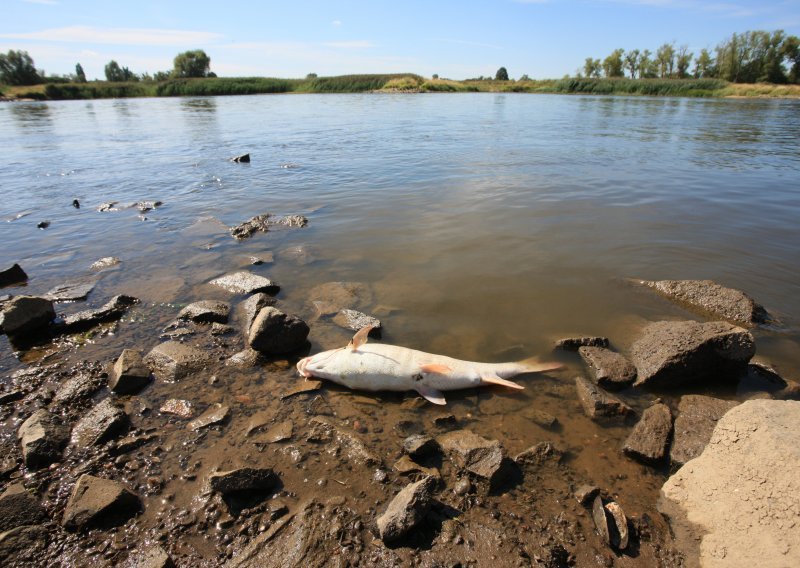 [FOTO] Ekološka katastrofa: Poljski vatrogasci iz Odre izvukli stotinu tona uginule ribe