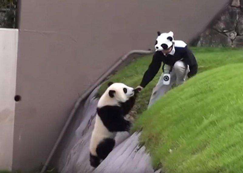 Luckasta panda rođeni je zabavljač