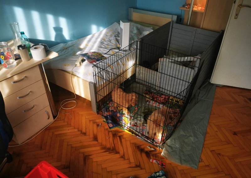 [FOTO] Ilegalno trgovao sa štencima koje je u kavezima držao u stanu. Fotografije govore sve