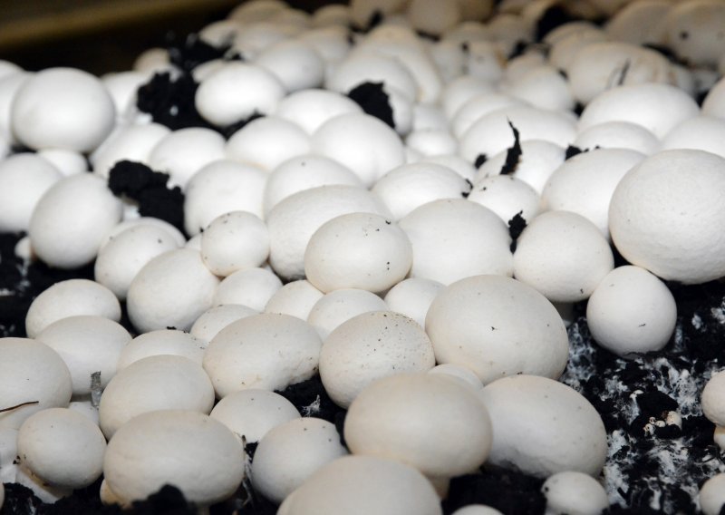 Za uzgoj gljiva u Donjem Miholjcu 3,7 milijuna kuna