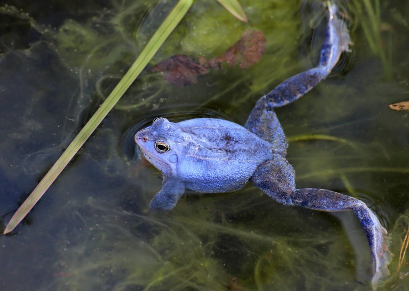 Upoznajte žabu koja poplavi pred parenje