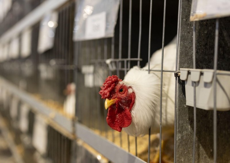 Nizozemska će zbog ptičje gripe usmrtiti 300 tisuća kokoši