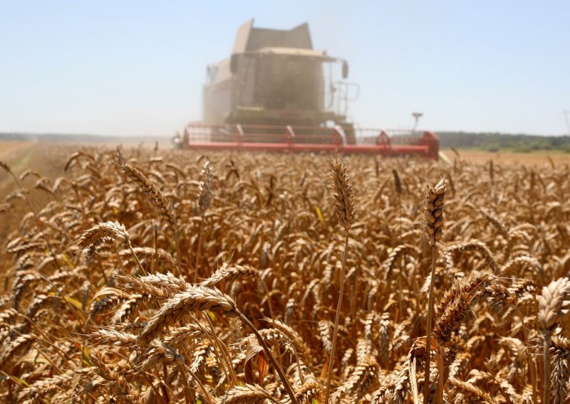 Odbijena ponuda od 0,76 kn za kg pšenice