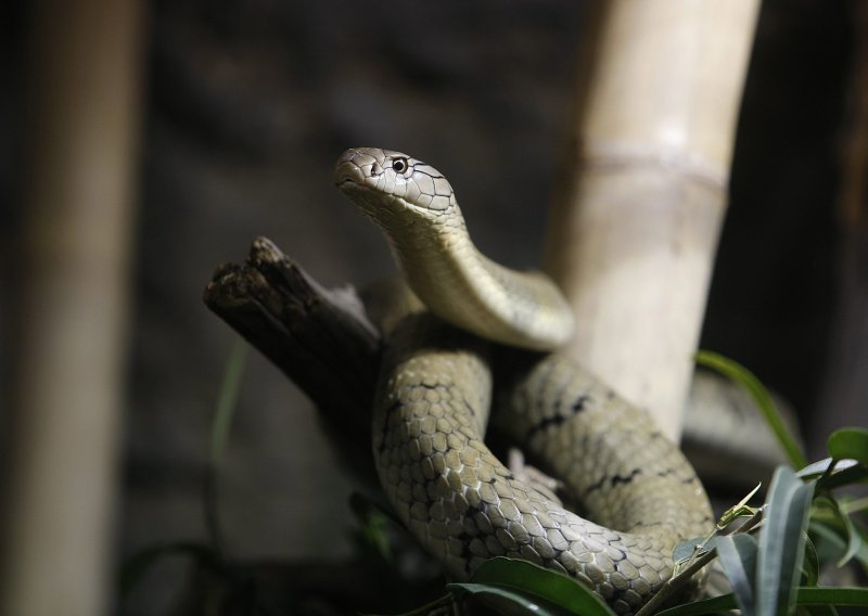 Pobjegla kobra iz terarija; zatvoren dio zoološkog vrta u Stockholmu
