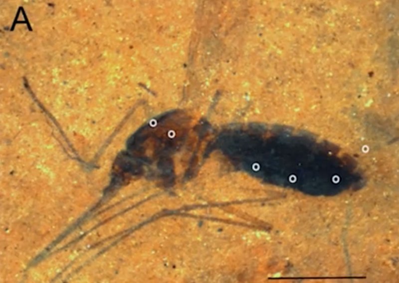 Otkriven fosil komarca pun krvi kao iz Jurskog parka