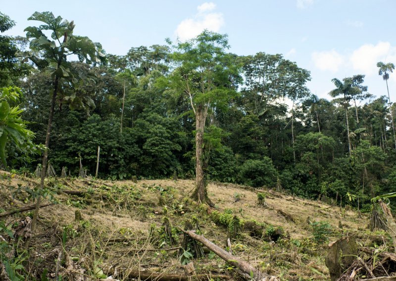 Klimatski skup u Egiptu: Osnovana skupina za kontrolu ispunjenja obećanja o prekidu deforestacije