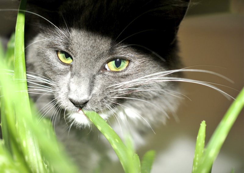 Kako zaštititi kućne biljke od mačaka?