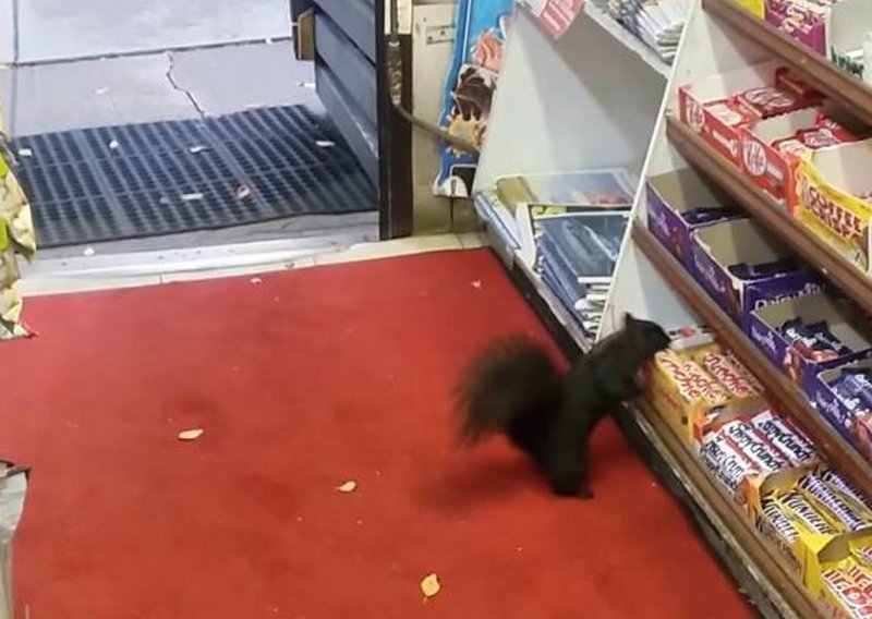 Vjeverica krade čokoladice iz dućana