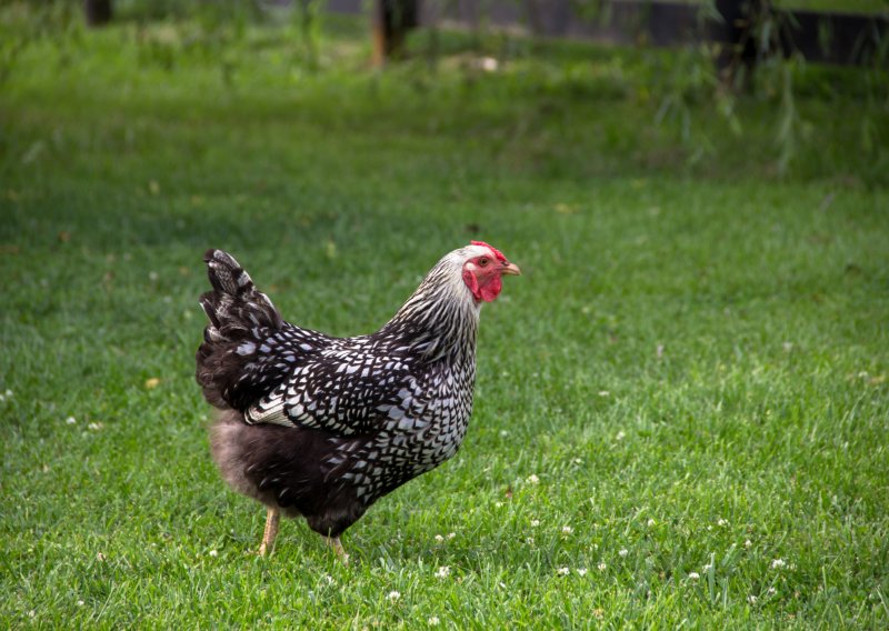 Ova kokoš spremna je za životinjsku olimpijadu