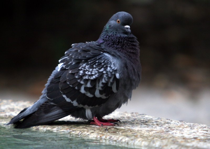 U Južnoafričkoj Republici golubovi brži od interneta