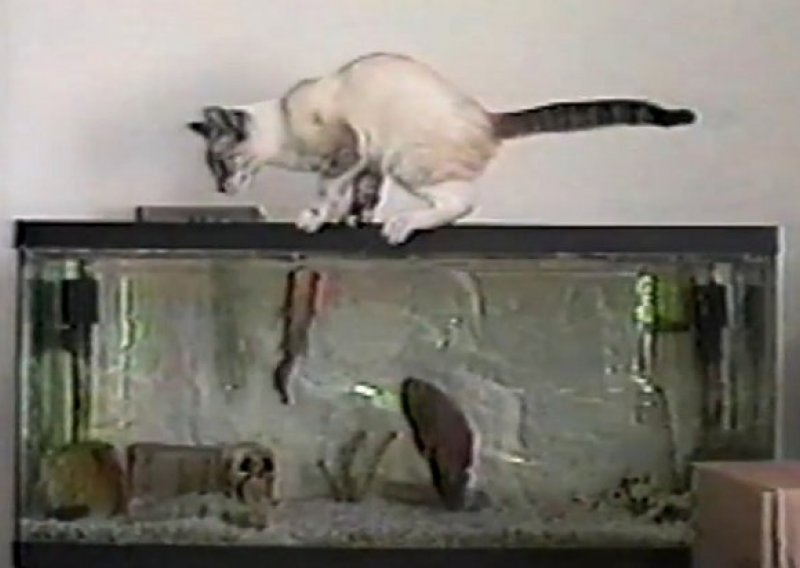 Ribica iz akvarija zaskočila mačka u (ribo)lovu