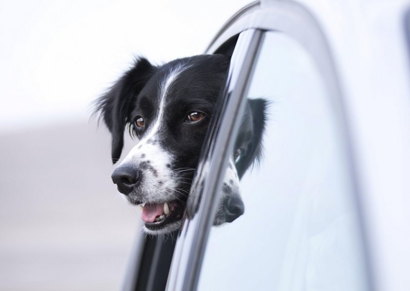 Ne znamo kako vi dišete po tom pitanju, ali psi se radije voze u električnim, nego u dizelskim automobilima