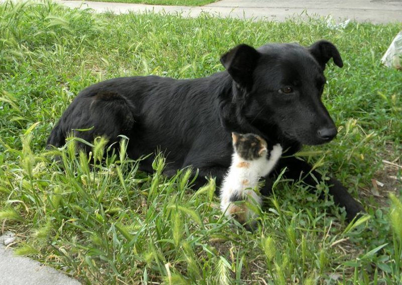 Kujica ostala bez štenaca pa usvojila četiri mačića