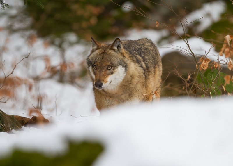 [FOTO] Snijeg ih otkrio: Znate li prepoznati tragove medvjeda, vuka ili risa?