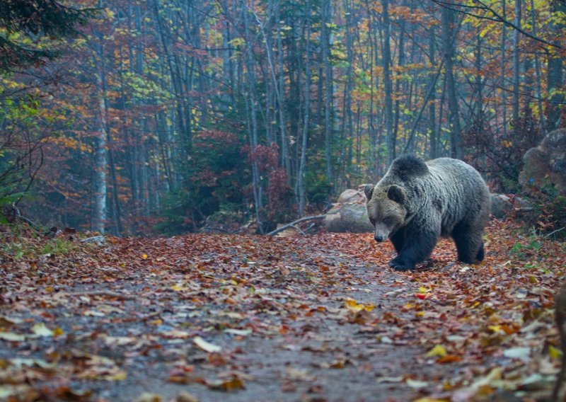 Sretno završena potraga na Velebitu: Planinari se izgubili bježeći od medvjeda