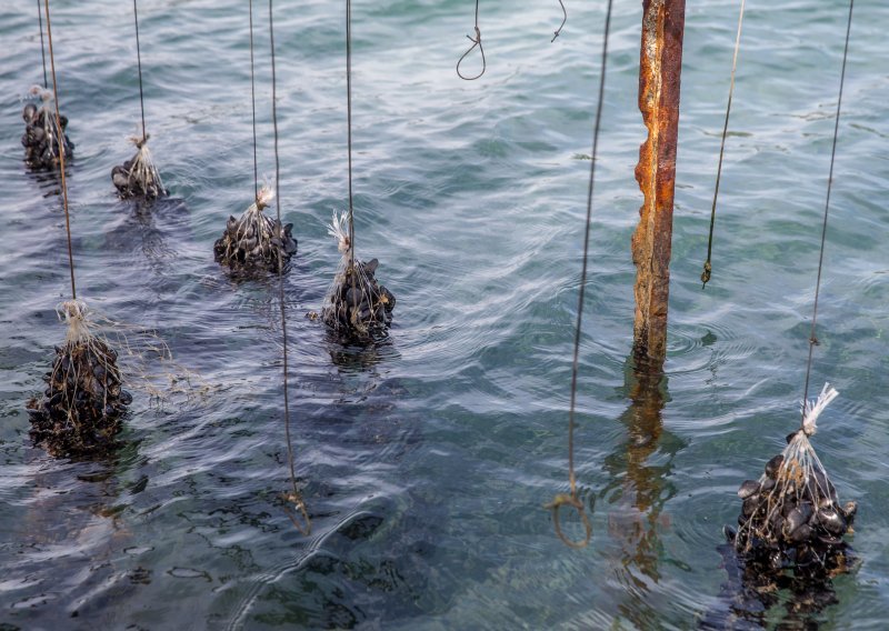 Misteriozni pomor dagnji: Što se to događa u Novigradskom moru?