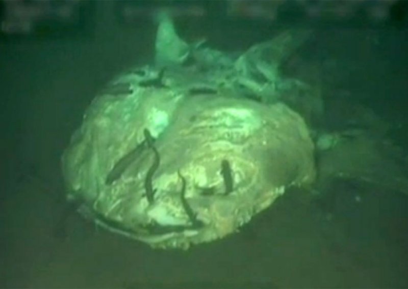 Na dnu oceana otkriveno cijelo groblje morskih divova