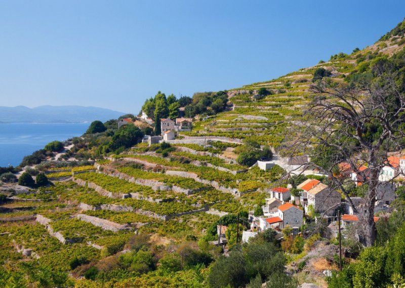 Vogue hvali tri hrvatske vinske regije i piše kako se pred njima može 'sakriti' i razvikana Toskana