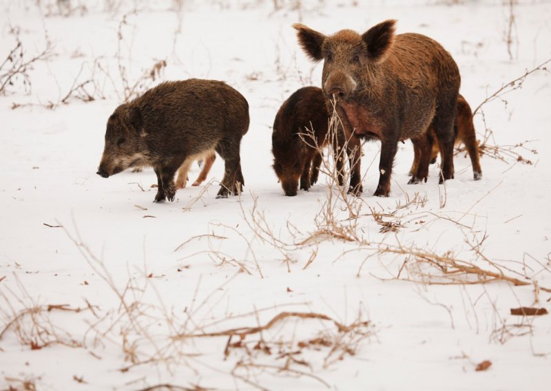 Invazija 'super svinja' na Ameriku: Teže do 300 kilograma, inteligentne su, kopaju tunele i možda nose novi virus gripe
