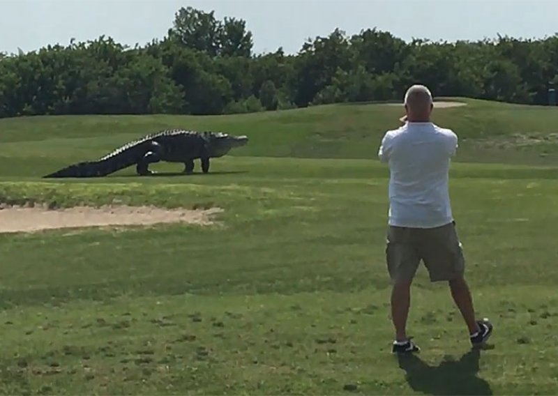 Golemi aligator isprepadao igrače golfa
